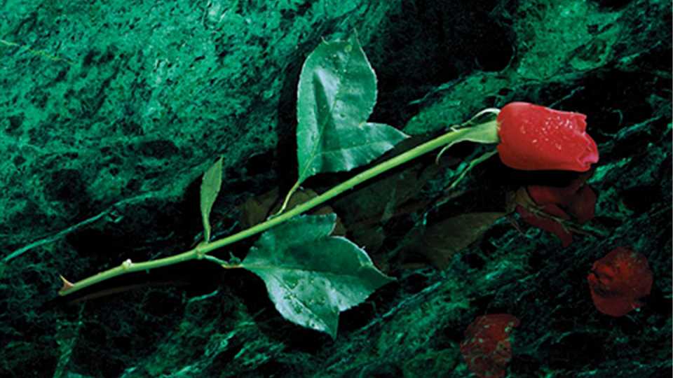 VampireRose